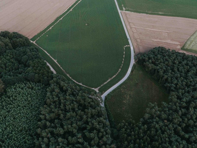 Wald 7 ha – kleiner Forst (Kiefern, Birken)