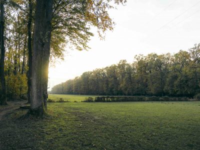 Kleinwald (Mischwald)