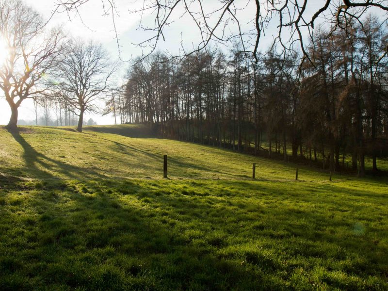 Weide, kleine Parzelle