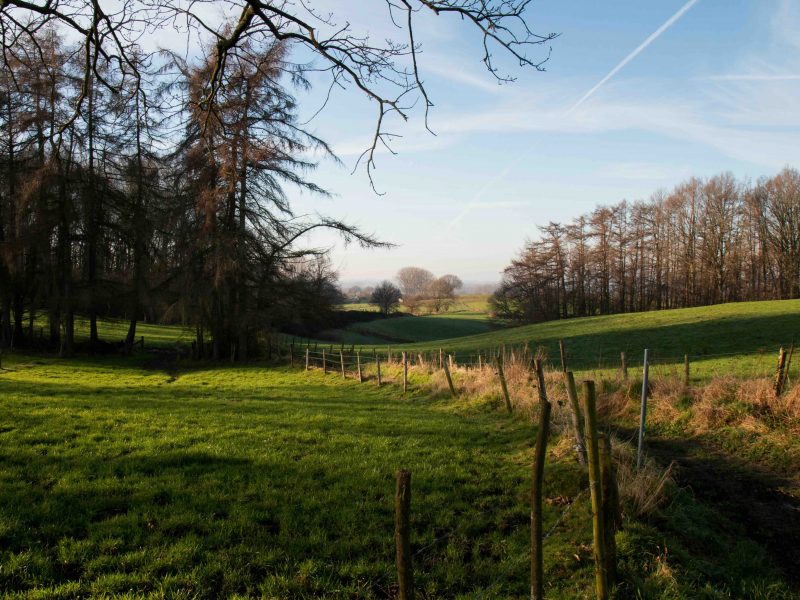 Weide, kleine Parzelle