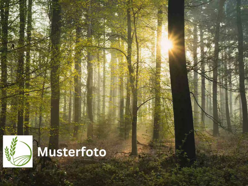 Tausche 2,15 ha Wald PLZ 23923 gegen Boden PLZ 22949