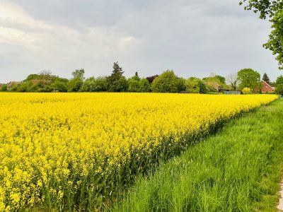 1 ha Ackerland bei Magelsen (LK Nienburg) – gute Bodengüte, Randlage, arrondierungsfähig