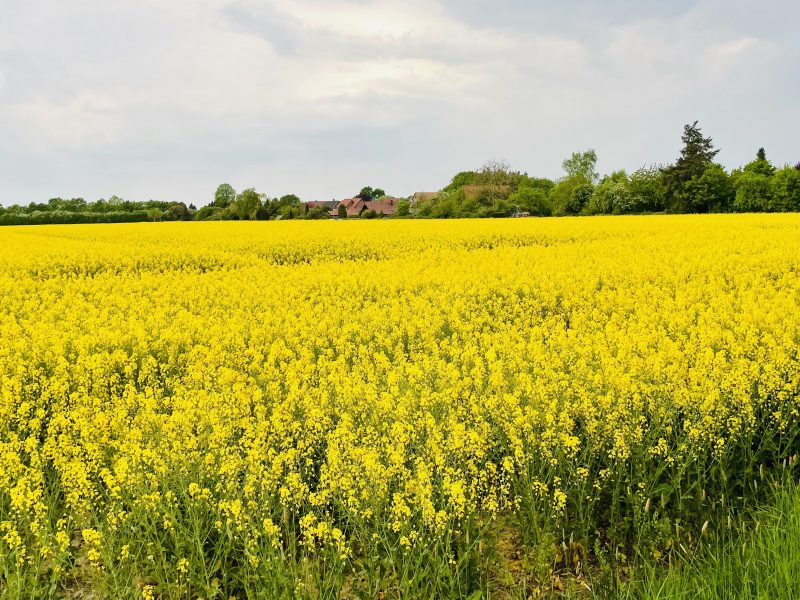 1 ha Ackerland bei Magelsen (LK Nienburg) – gute Bodengüte, Randlage, arrondierungsfähig